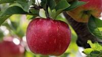 jablko apple-2788616 1280